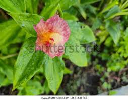 Image result for Costus phyllocephalus
