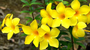 We did not find results for: Fiori Estivi Guida Alla Scelta Dei Fiori Piu Resistenti Nella Stagione Calda