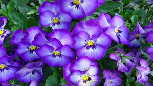 We have a massive amount of hd images that will make your computer or smartphone look absolutely fresh. Flower Desktop Wallpaper Hd Free Download