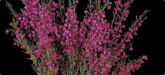 Growing Boronia In Western Australia Agriculture And Food