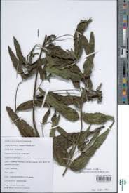 Image result for Aspilia africana