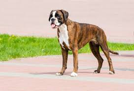 Below are some of the boxers that are currently available. German Boxer Zooplus Magazine Uk