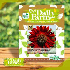 Pada umumnya berukuran besar, mencapai 30 cm, dan memiliki warna kuning mencolok. Amefurashi Bibit Benih Seeds Bunga Matahari Velvet Queen Sunflower Merah Mudah Tumbuh Shopee Indonesia