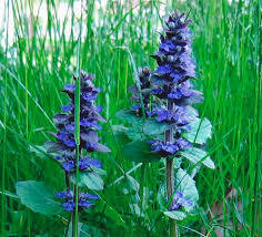 Image result for Ajuga