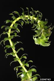 Image result for Hydrilla