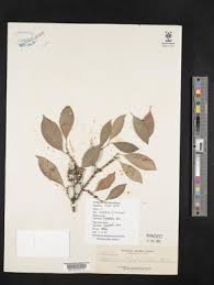 Image result for Garcinia pachyclada