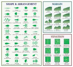 dendrology wikipedia