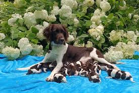 Image result for Malý münsterlandský ohař