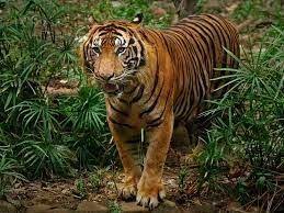 Arti Mimpi Melihat Harimau Menurut Primbon Dan Psikolog