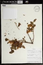 Image result for Englerina subquadrangularis