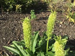 Image result for Eucomis zambesiaca