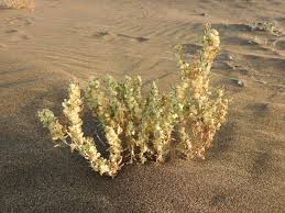 Image result for Celosia stuhlmanniana