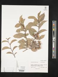 Image result for Tetracera boiviniana