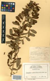 Image result for Commiphora pedunculata