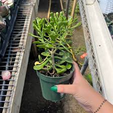 Image result for Kalanchoe glaucescens