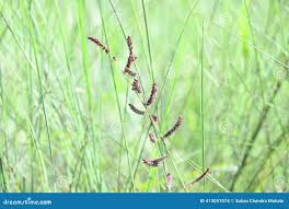 Image result for Echinochloa colona