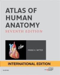 Hand atlas of human anatomy (3 vols) spalteholz 5th ed hardbound color ill photo. Atlas Of Human Anatomy International Edition 9780323393218 Elsevier Health