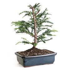 Maybe you would like to learn more about one of these? Large Coastal Redwood Bonsai Tree