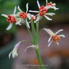 Image result for Tulbaghia alliacea