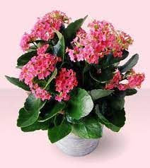 Pin On How To Propagate Plants