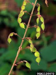 Image result for Desmodium subsecundum
