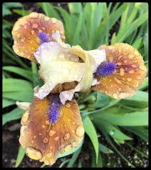 Hagetrollet, Husnissen og Hunden: Dvergiris