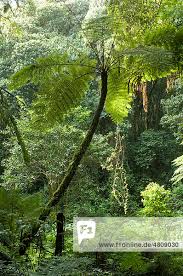 Image result for Cyathea manniana