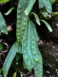 Image result for Pleopeltis macrocarpa