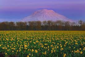 Japanese gardens (日本庭園, nihon teien) are traditional gardens whose designs are accompanied by japanese aesthetics and philosophical ideas, avoid artificial ornamentation, and highlight the natural landscape. Top 15 Flower Fields In The World World Top Top