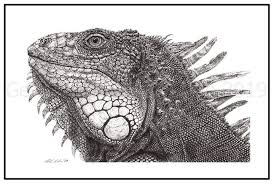 Black And White Lizard In Nc Gem Oatley Wildlife Artist On Twitter Wildlife Artists Animal Drawings Scratchboard Art