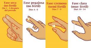 Tipos De Moco Cervical Y Que Significan Cada Uno