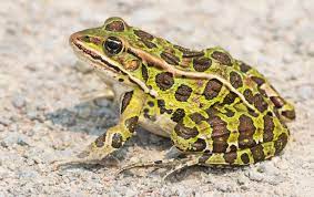 It's not 100's, you're talking 1,000 of these little baby frogs, resident carollyn rice explained to cbs miami. How Do Frogs Survive Winter Why Don T They Freeze To Death Scientific American