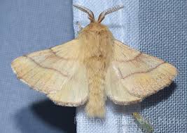 Nachtfalter m ( genitive nachtfalters, plural nachtfalter ) moth (insect similar to a butterfly; Ringelspinner Pladoyer Fur Die Natur