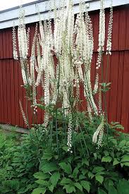 Image result for Acalypha racemosa