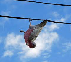 Galah Hanging Upside Down From The Electrical Wire Where I Live So Funny Photo Here Hanging Upside Down Photo Australian Birds