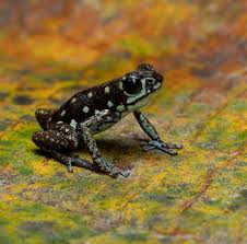 Image result for Fadogia fuchsioides