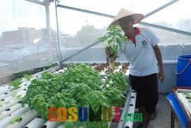 Banyak solusi, seperti membuat pot mini di depan rumah, atau ditempatkan di teras lantai atas, bahkan bisa ditaruh di dekat depan pintu. Minim Halaman Pak Raden Berkebun Di Atap Rumah Omsetnya Jutaan Rupiah Gosumut Com