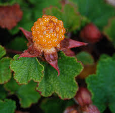 Image result for Rubus adolfi-friederici