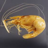 Image result for Macrotyloma rupestre × densiflo