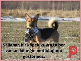 Kopeklerin Kuyruk Sallamasi Farkli Manalara Gelir Kopek Kopeksever Patiasi Kopek Kedi Kopek Kedi