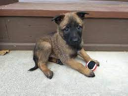 Litter Of 9 Belgian Malinois Puppies For Sale In Corning Ca Adn 58934 On Puppyfinder Com Gender Male Age Belgian Malinois Puppies Malinois Malinois Puppies
