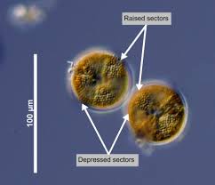 Image result for Actinoschoenus