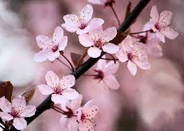 This Item Is Unavailable Etsy Sakura Cherry Blossom Flowers Photography Cherry Blossom Flowers