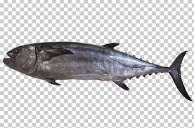 Thunnus Mackerel Dogtooth Tuna Yellowfin Tuna Oily Fish Png Clipart Atlantic Bluefin Tuna Bonito Bony Fish 750 x 800 jpeg 523 кб.