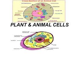 Check spelling or type a new query. Cell Structure And Function Ppt Video Online Download