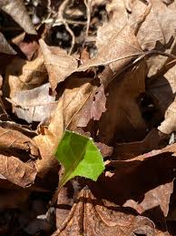 Image result for Nesaea aspera