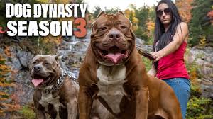 Things that make you go aww! Kong The 150lb Pitbull Puppy Set To Outgrow Hulk Dog Dynasty Youtube