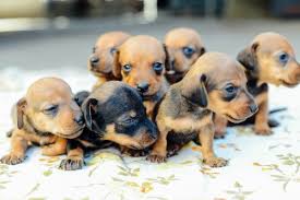 Find the perfect dachshund puppy for sale at puppyfind.com. What Is A Toy Dachshund