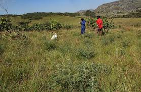 Image result for Indigofera cecilii