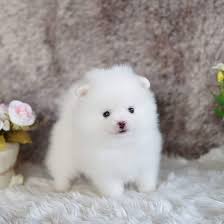 Regular grooming is a must. Pomeranian And Maltese Puppies For Sale Home Facebook